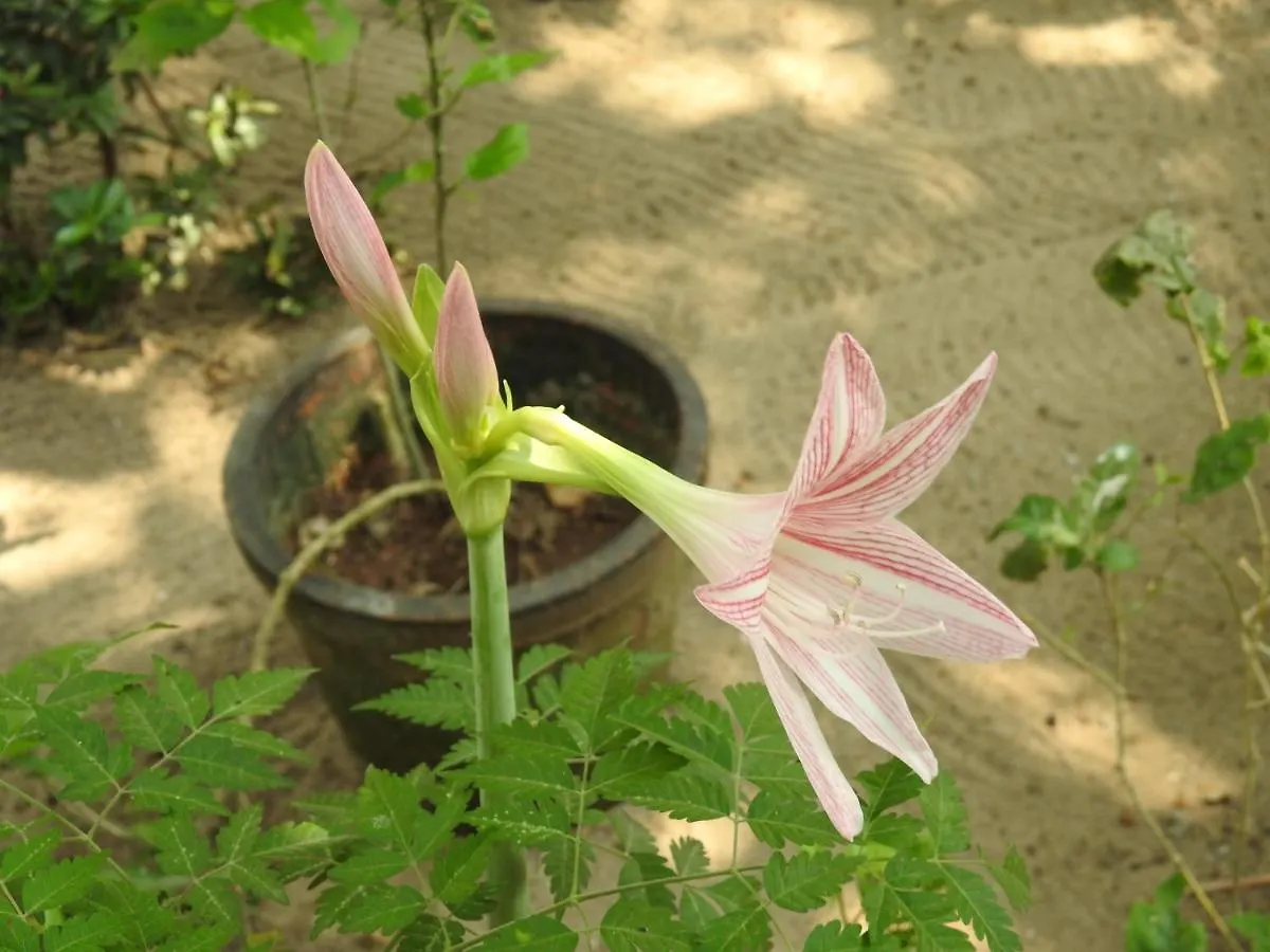 *** Отель Alleppey Beach Garden Alappuzha Индия
