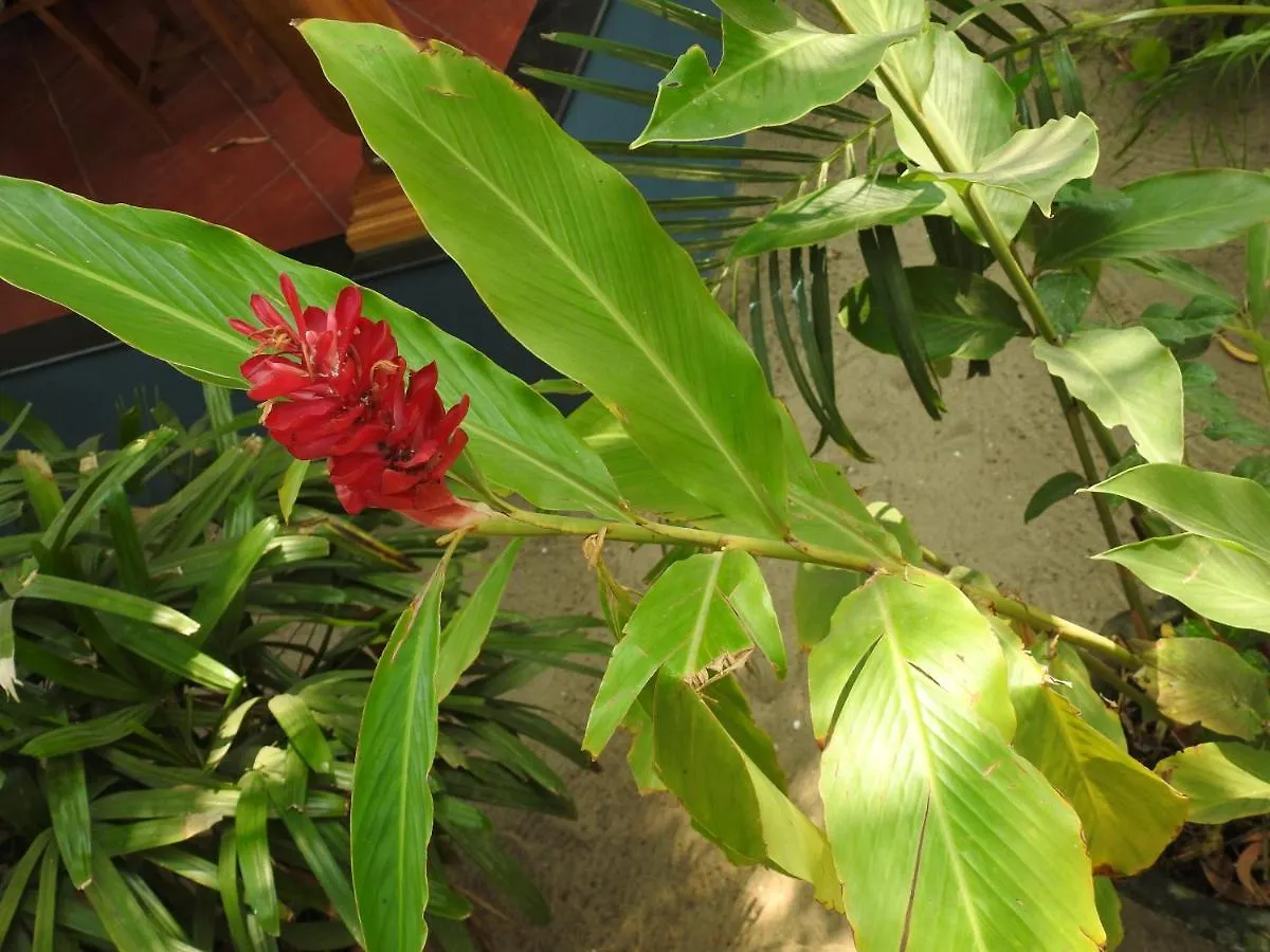 Alleppey Beach Garden Alappuzha 3*,